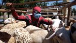 Wih, Spiderman Bantu Salurkan Hewan Kurban di Solo