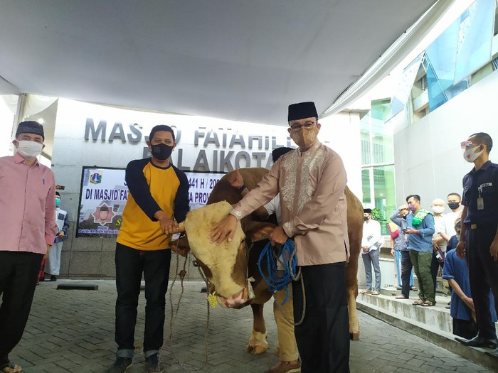 Anies menyerahkan sapi kurban seberat 1,3 ton di hari Idul Adha 1441 Hijriah