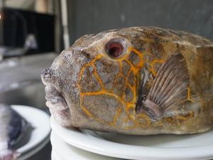 Bikin Laper! Puas Makan Ikan Kudu-kudu Sambal Rica yang Endolita