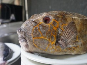 Bikin Laper! Puas Makan Ikan Kudu-kudu Sambal Rica yang Endolita