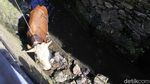 Sapi Kurban yang Nyemplung Parit di Bandung Berhasil Dievakuasi