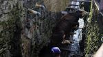Sapi Kurban yang Nyemplung Parit di Bandung Berhasil Dievakuasi