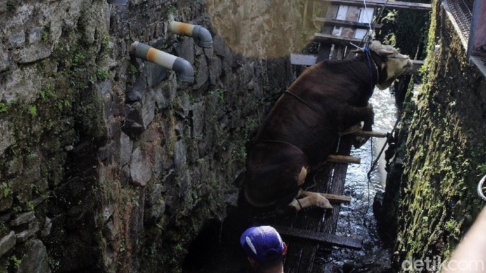 Sapi kurban yang jatuh ke dalam parit di RW 21, Kelurahan Sadang Serang, Kecamatan Coblong, Kota Bandung telah berhasil dievakuasi oleh warga dan tim Diskar PB Kota Bandung, Jumat (31/7/2020). Proses evakuasi berjalan dramatis dan memakan waktu kurang lebih dua jam.