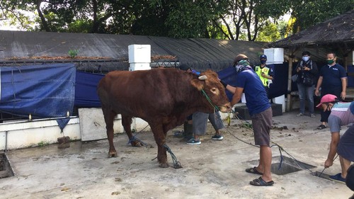 Hewan kurban di Masjid Al-Azhar Jaksel