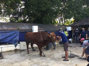 Niat dan Bacaan Doa Potong Hewan Kurban Saat Idul Adha