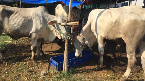 Hewan kurban di Masjid Al-Azhar Jaksel