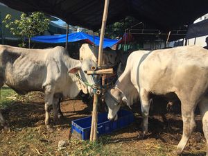 Waktu Penyembelihan Kurban, Tanggal Berapa Dilakukan?
