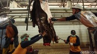 Dengan alat-alat canggih tersebut pemotongan hewan kurban menjadi lebih cepat dan higienis.