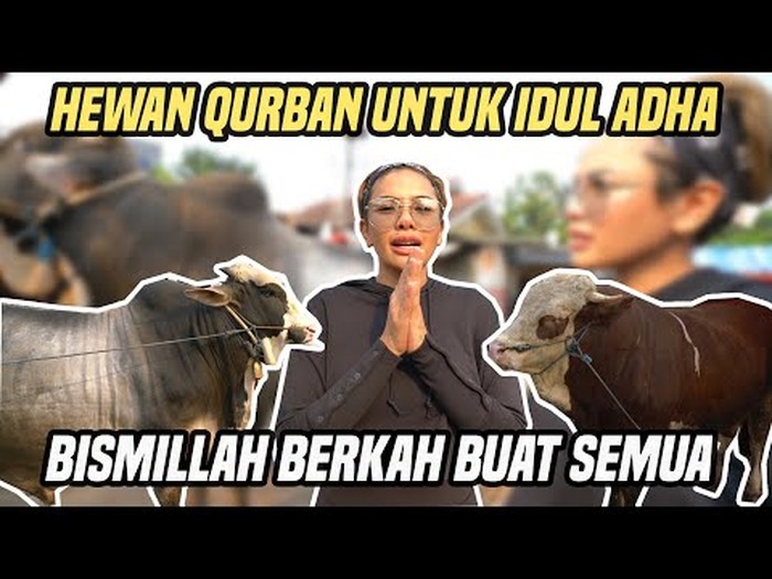 Nikita Mirzani kurban sapi jumbo Nikita Mirzani kurban sapi jumbo