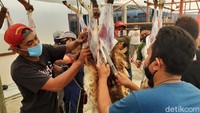 Kambing yang dipotong sebanyak 16 ekor. Sedangkan sapi sebanyak 4 ekor.