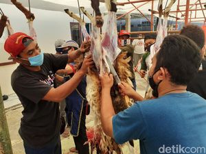 Hukum Menjual Daging Kurban, Boleh atau Haram?