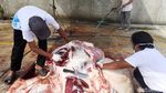 Pemotongan Hewan Kurban di Bekasi