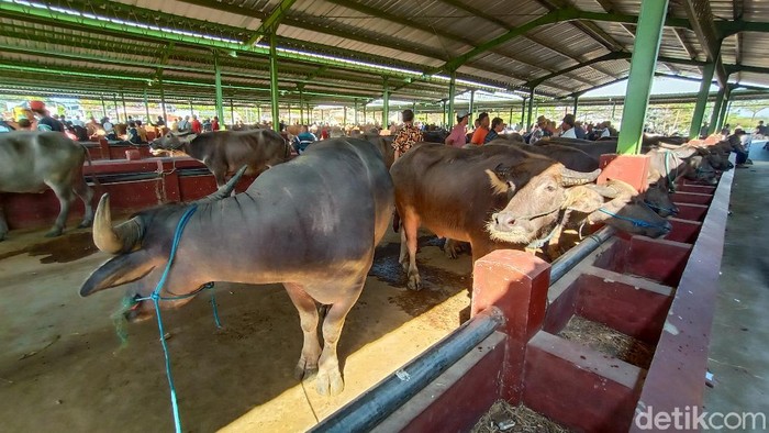 Penyembelihan kerbau sebagai hewan kurban di Kudus, Jumat (31/7/2020).