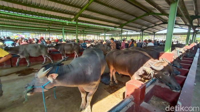 Penyembelihan kerbau sebagai hewan kurban di Kudus, Jumat (31/7/2020).