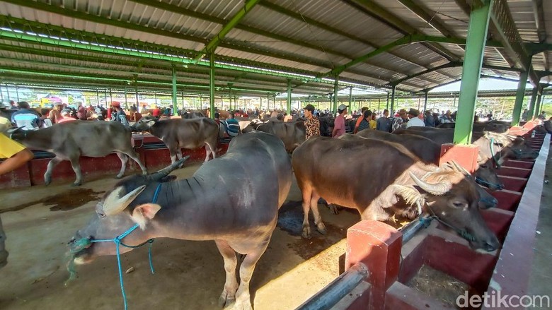 Penyembelihan kerbau sebagai hewan kurban di Kudus, Jumat (31/7/2020). Penyembelihan kerbau sebagai hewan kurban di Kudus, Jumat (31/7/2020).