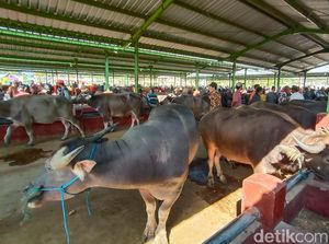 Hina Masyarakat Adat, Turis Didenda 8 Kerbau