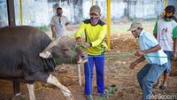 Setelah rapid test, petugas jagal langsung beraksi memotong hewan kurban.