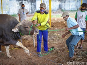 Pemotongan Sapi Tak Manusiawi Jadi Sorotan Australia, Ulama Aceh Buka Suara