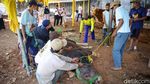 Rapid Test untuk Jagal Hewan Kurban