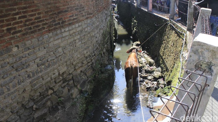 Sapi kurban seberat 800 kg di Bandung masuk ke parit