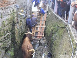 Evakuasi Dramatis Sapi Kurban yang Nyemplung ke Parit di Bandung