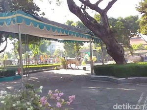 Sapi Kurban di Masjid Al-Akbar Lepas, Jemaah Salat Idul Adha Semburat