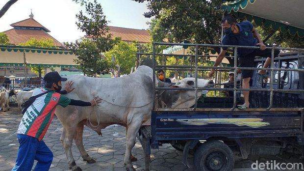 sapi lepas