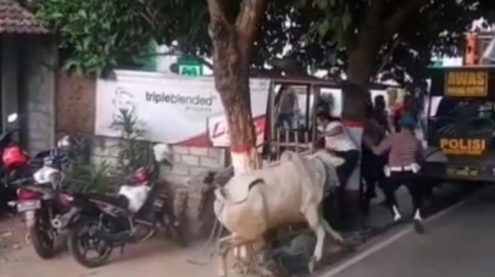 sapi mengamuk