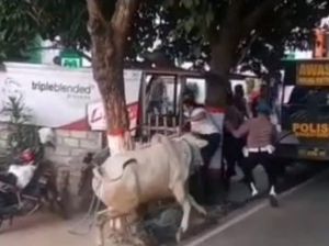 Saat Polisi Blitar Kocar Kacir Tak Mampu Tangani Sapi Kurban yang Mengamuk
