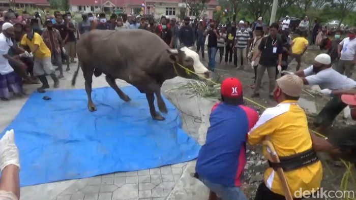 Sapi Puang Tedong yang dikurbankan Presiden Jokowi sempat mengamuk selama 1 jam (Abdy Febriady/detikcom)