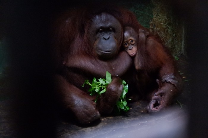 Serulingmas Zoo di Banjarnegara