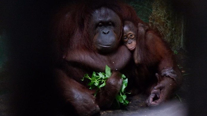 Serulingmas Zoo di Banjarnegara
