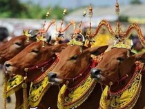 7 Tradisi Unik Idul Adha di Indonesia, Manten Sapi-Jemur Kasur!
