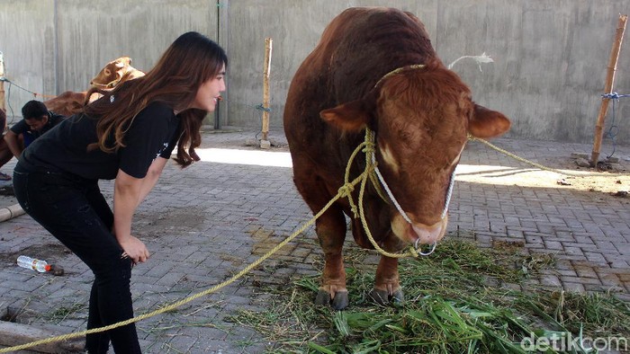 Via Vallen Kurban 6 Ekor Sapi