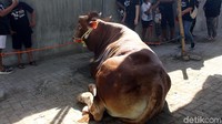 Dari enam sapi tersebut, dua ekor diserahkan ke Musala Nurul Huda Desa Kalitengah. Sedangkan 4 ekor sapi lainnya disembelih di rumah Via.