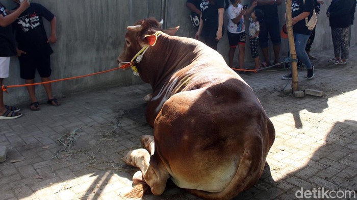Via Vallen ikut berkurban di hari raya Idul Adha ini. Ia berkurban sapi seberat 1,3 ton.