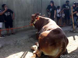 Banyak yang Kantongnya Cekak Habis Kurban, Apa yang Keliru?