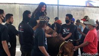 Via sempat menaiki Hulk sebelum sapi tersebut disembelih.