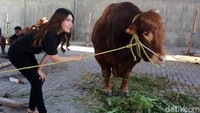 Via Vallen sempat berpose dengan sapi Hulk.