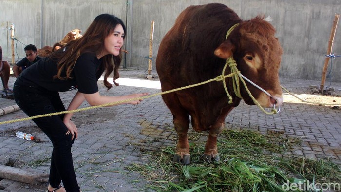 Via Vallen ikut berkurban di hari raya Idul Adha ini. Ia berkurban sapi seberat 1,3 ton.