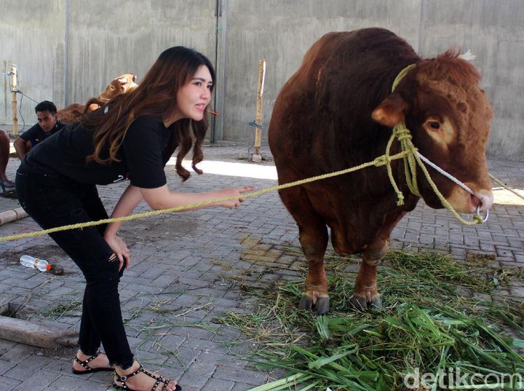 Via Vallen Kurban 6 Ekor Sapi