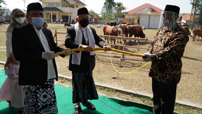 Wapres Maruf Amin sumbang sapi Limosin 878 kg ke masjid di Kab Serang. (Foto: Setwapres)