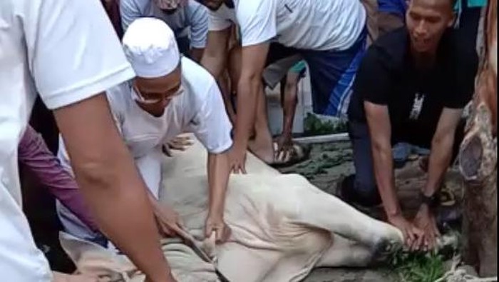 Guru Ngaji di Serang Meninggal Saat Sembelih Sapi