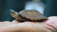 Kurator Reptil Bazoga Panji Ahmad Fauzan mengatakan, pada fase anak, hewan berdarah dingin itu memiliki keunikan berupa karapas (tempurung) yang memiliki duri di sisi bagian belakangnya. Duri tersebut menjadi senjata perlindungan diri dari predator. Sebelum dewasa, kura-kura ceper lebih banyak hidup di dalam air. Begitu dewasa, ia akan menjajaki daratan.