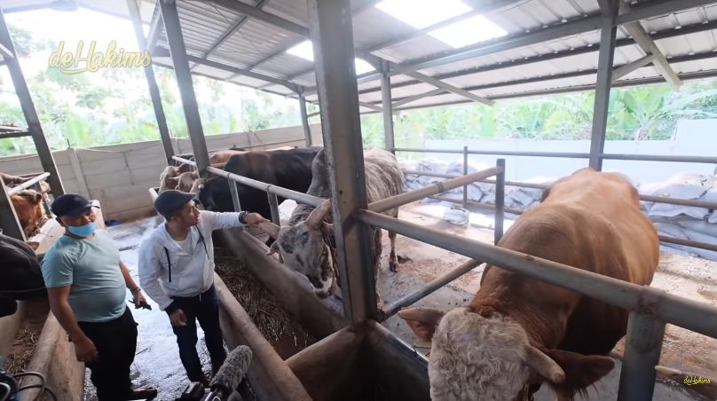 Irfan Hakim Dapat Sapi 1 Ton dan Domba Garut Gratis untuk Kurban