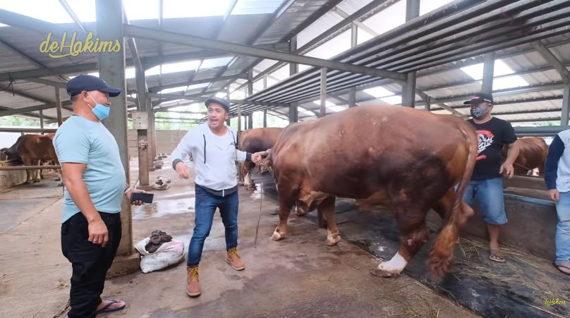 Cerita Irfan Hakim Dapat Sapi 1 Ton dan Domba Garut Gratis untuk Kurban