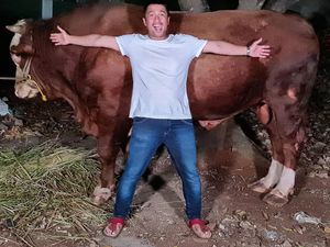 Cerita Irfan Hakim Dapat Sapi 1 Ton dan Domba Garut Gratis untuk Kurban
