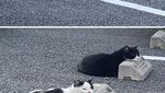 Potret Kucing yang Santuy Tiduran di Bumper Parkir