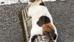 Potret Kucing yang Santuy Tiduran di Bumper Parkir