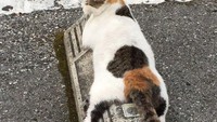 Serta bumper parkir kan panas dan menyerap hangat. Jadi karena itulah kucing nyaman bersantai di sana karena mereka menemukan spot hangat. (Bored Panda)